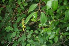 Crotalaria walkeri